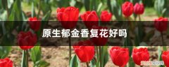 郁金香容易复花吗 原生郁金香复花好吗，每年都开花吗
