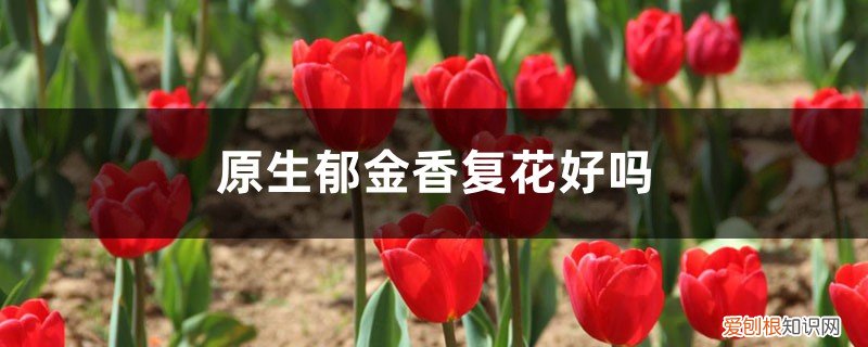 郁金香容易复花吗 原生郁金香复花好吗，每年都开花吗