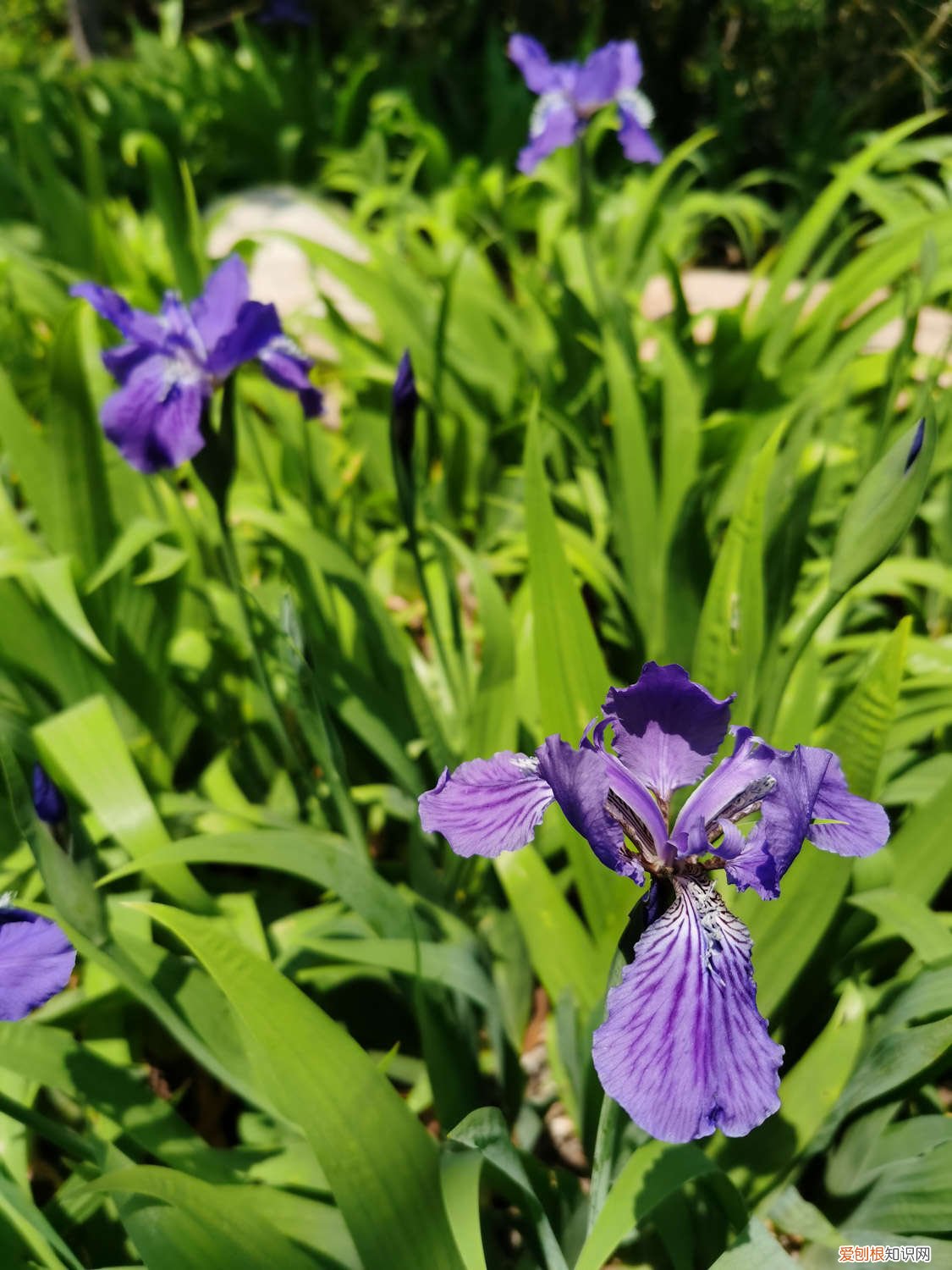 鸢尾花怎么移栽 鸢尾花如何种植，后期如何养护