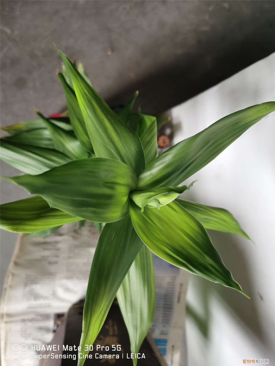 富贵竹的根部须子长太多怎么办 富贵竹的根须太多需要处理吗，怎么处理