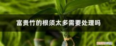 富贵竹的根部须子长太多怎么办 富贵竹的根须太多需要处理吗，怎么处理