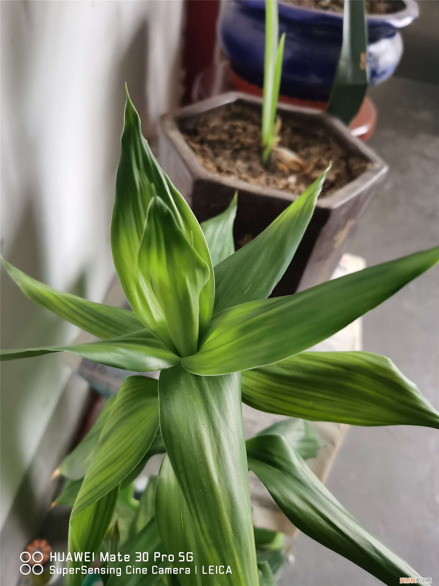 富贵竹的根须可以剪掉吗 富贵竹剪根须会死吗，剪掉根须后怎么养