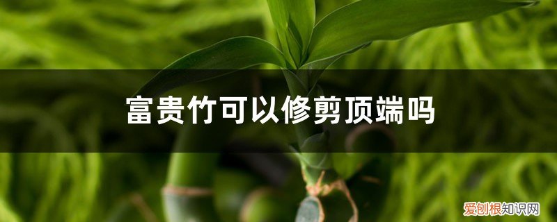 富贵竹太高可以从顶部剪吗 富贵竹可以修剪顶端吗，如何掐尖