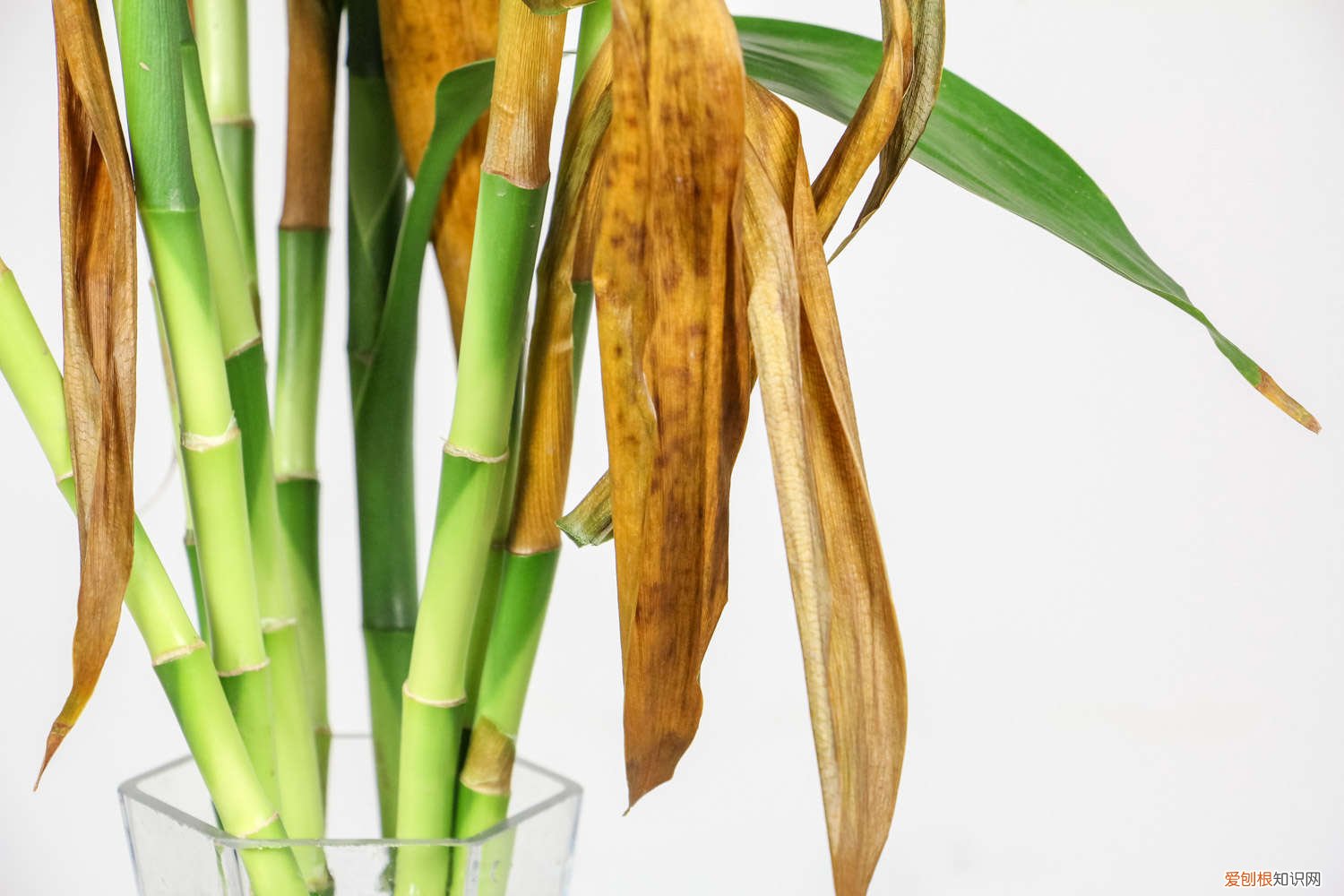 土培富贵竹怎么水养才旺盛 土培富贵竹怎么才能长粗，水培富贵竹怎么养才能粗壮