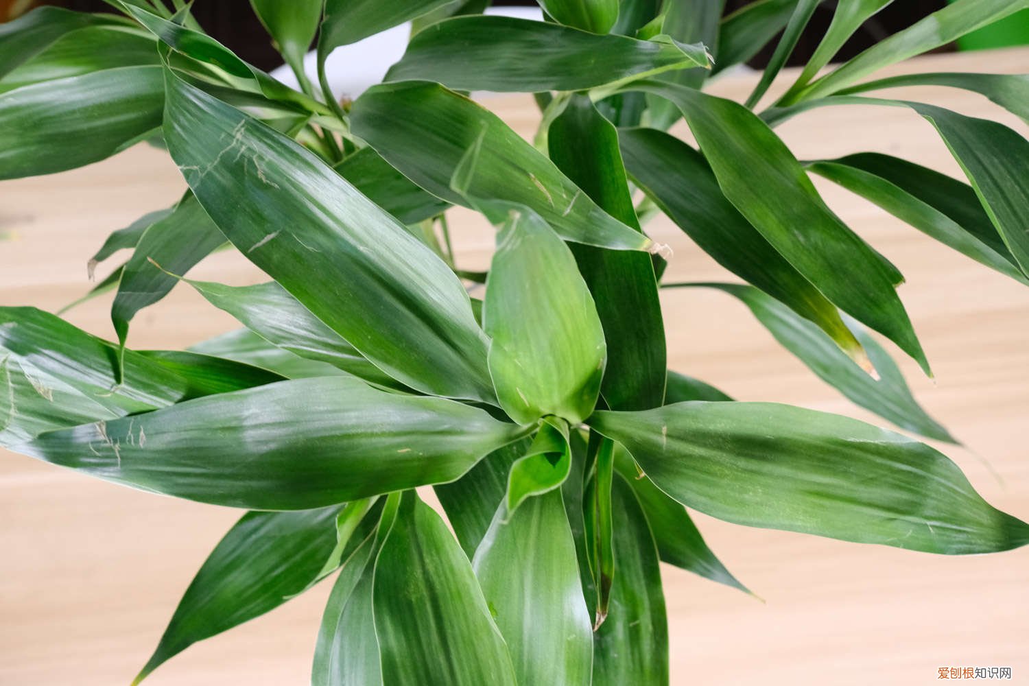 土培富贵竹怎么水养才旺盛 土培富贵竹怎么才能长粗，水培富贵竹怎么养才能粗壮