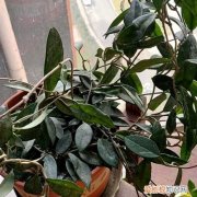 我家的球兰养护了三年为什么不开花呢 球兰花养了一两年了为啥从不开花？这三点原因，一定