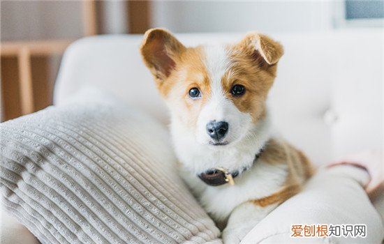 狗狗可不可以喂盐 狗狗可不可以喂盐