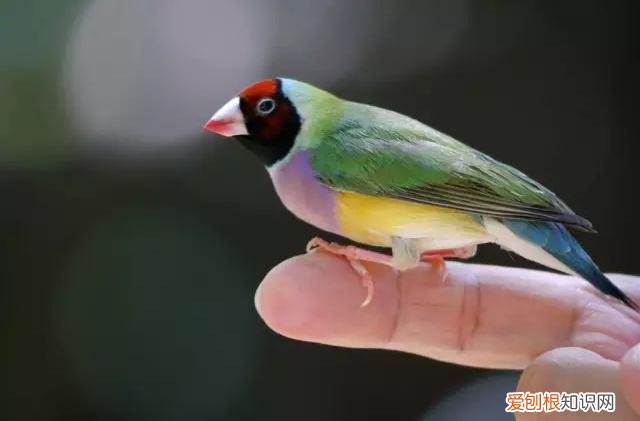 七彩文鸟寿命，七彩文鸟的寿命