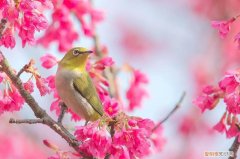 红胁绣眼鸟多少钱一只