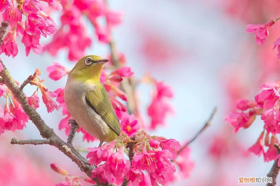 红胁绣眼鸟多少钱一只