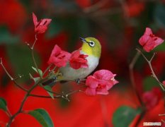 红胁绣眼鸟挑选及饲养