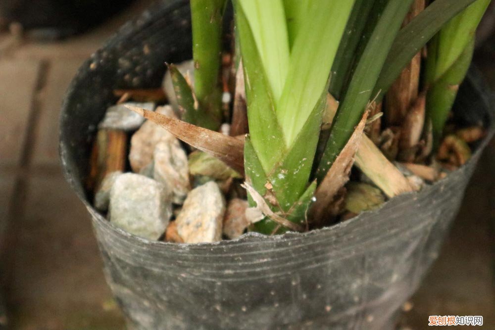 兰花春季几天浇一次水 兰花春天多久浇一次水，浇什么水