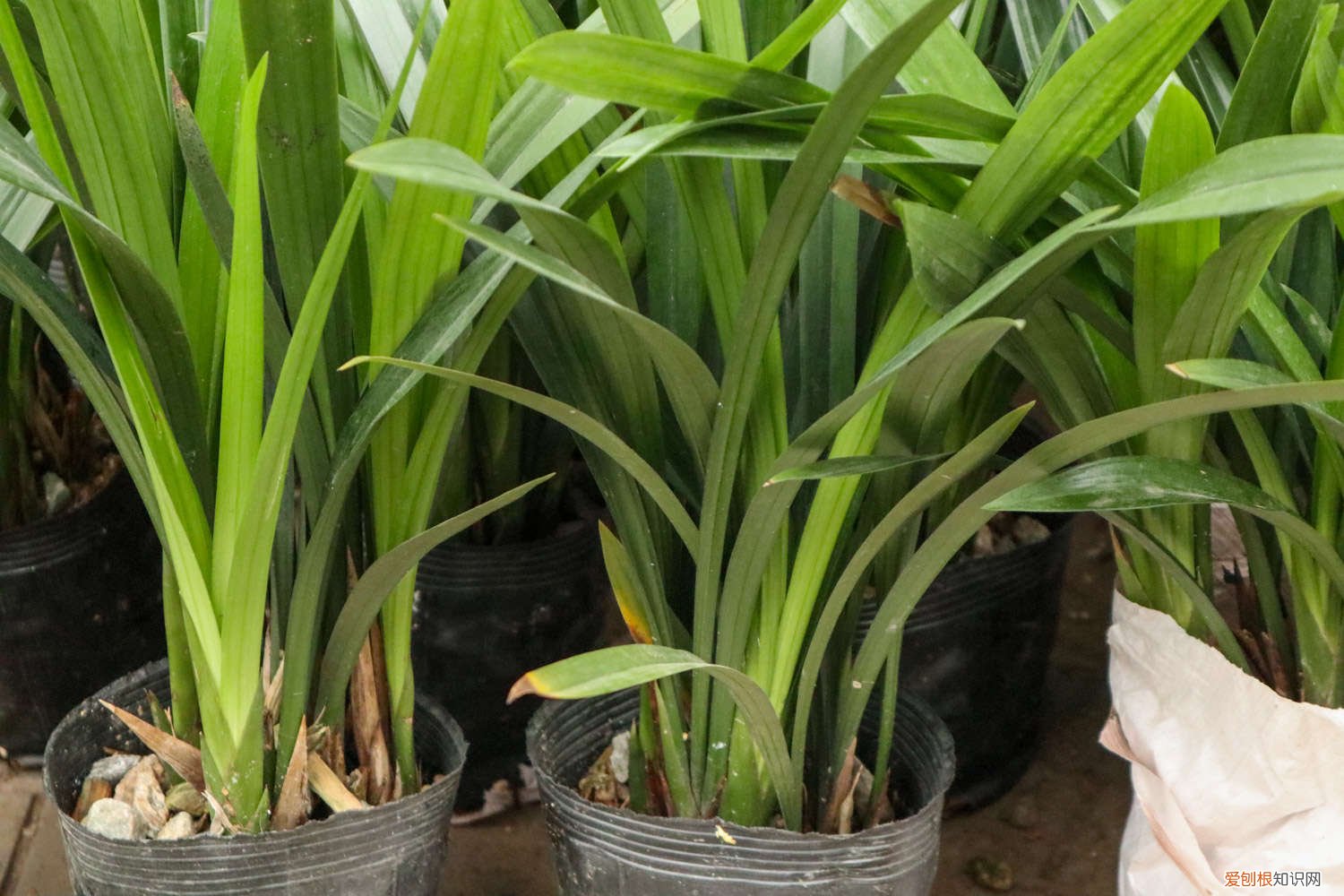 兰花春季什么时候施肥 兰花春天什么时候施肥，施什么肥