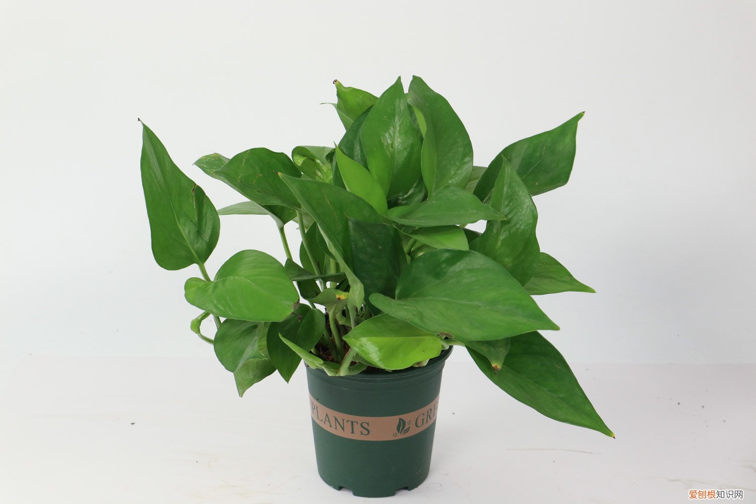 绿萝浇水太多了怎么办 绿萝浇水多了怎么补救，浇什么水长得最旺