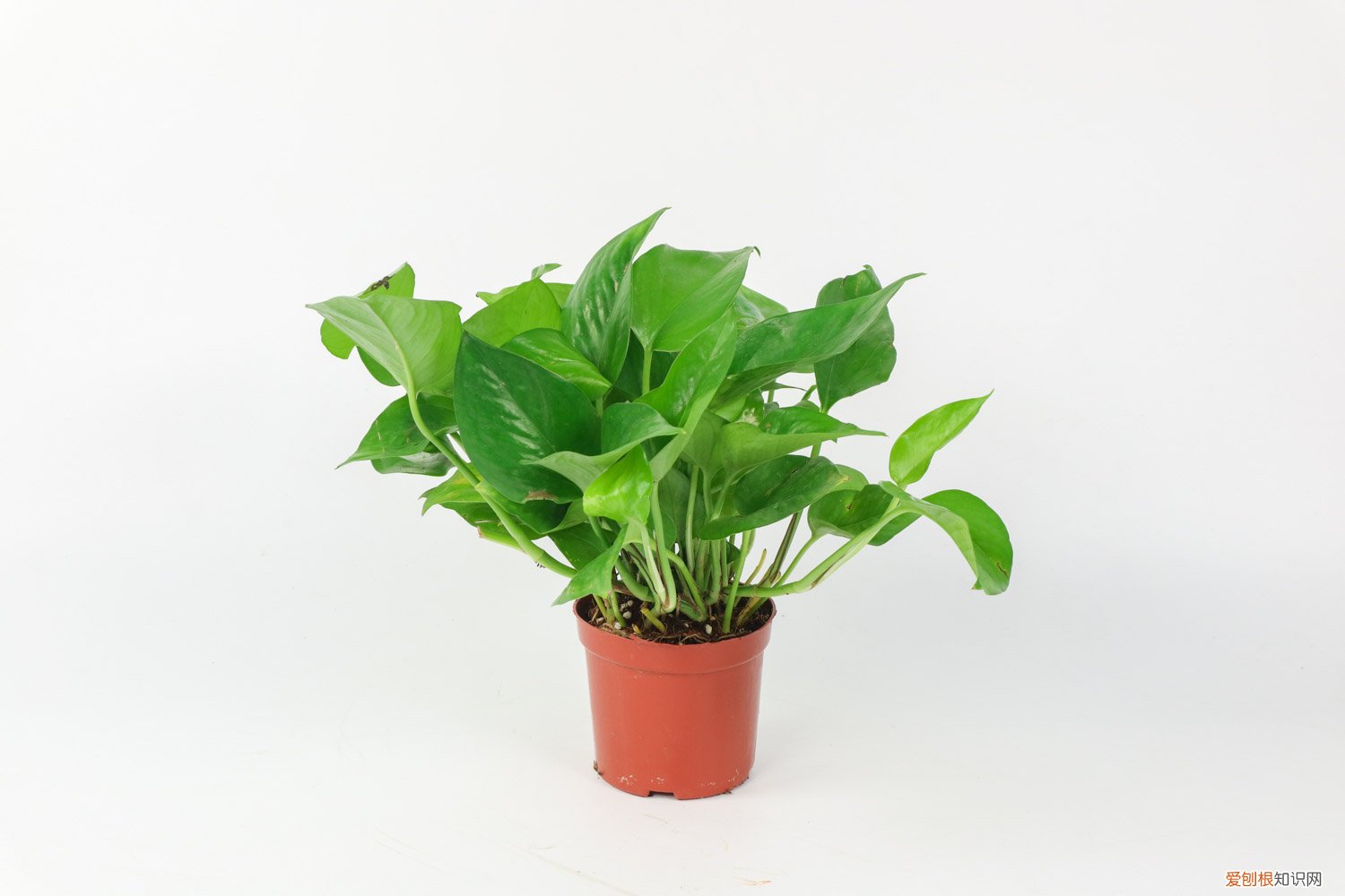 绿萝浇水太多了怎么办 绿萝浇水多了怎么补救，浇什么水长得最旺