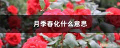 月季一定要春化吗 月季春化什么意思，如何春化