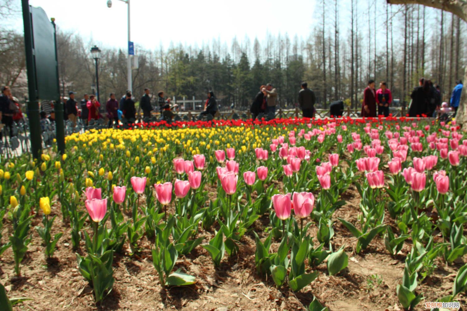 郁金香的家庭种植方法,什么时间种植最佳 郁金香的家庭种植方法，什么时间种植