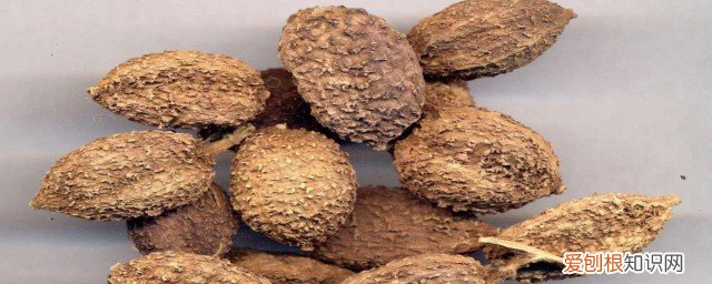 砂仁有什么功效与作用适合那些人吃那些人不吃? 砂仁有什么功效