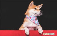 土狗吃什么草 狗狗可不可以偶尔吃一点土和草