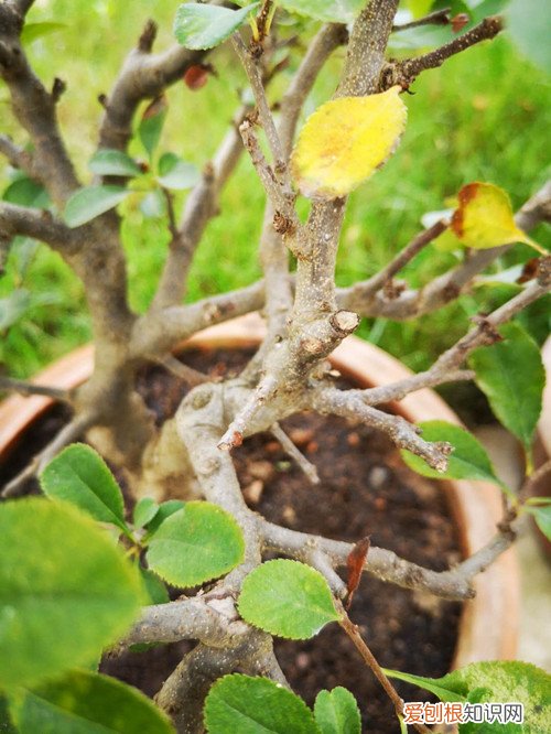 海棠养护小常识 养护海棠花不再郁闷，学习这几点养护细节，就可以养好！