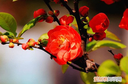 海棠养护小常识 养护海棠花不再郁闷，学习这几点养护细节，就可以养好！