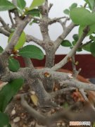 海棠养护小常识 养护海棠花不再郁闷，学习这几点养护细节，就可以养好！