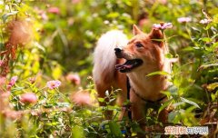 狗狗可不可以喝酸奶牛奶 狗狗可不可以喝酸奶