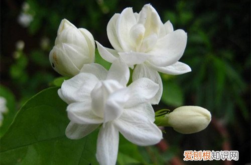 茉莉花换盆需要剪根吗 茉莉花换盆时，是否可以将根剪短
