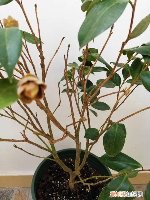 刚上盆的茶花掉叶子是怎么回事 刚上盆不久的茶花开始掉叶子、打卷是什么原因?如何处理!