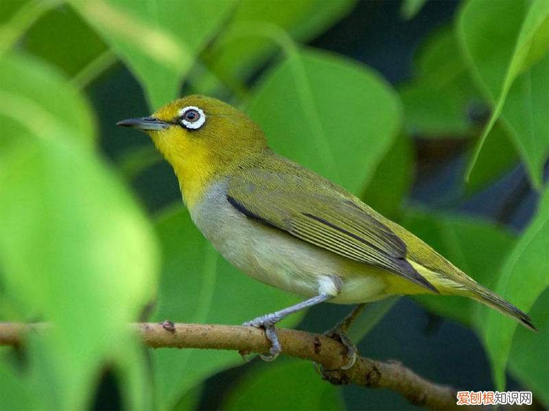 桃花绣眼鸟挑选,绣眼鸟秋泛和桃花哪个好