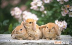 兔子吃白萝卜吗，兔子可以吃白萝卜么