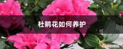 杜鹃花适应什么土壤 杜鹃花如何养护，提供什么土壤