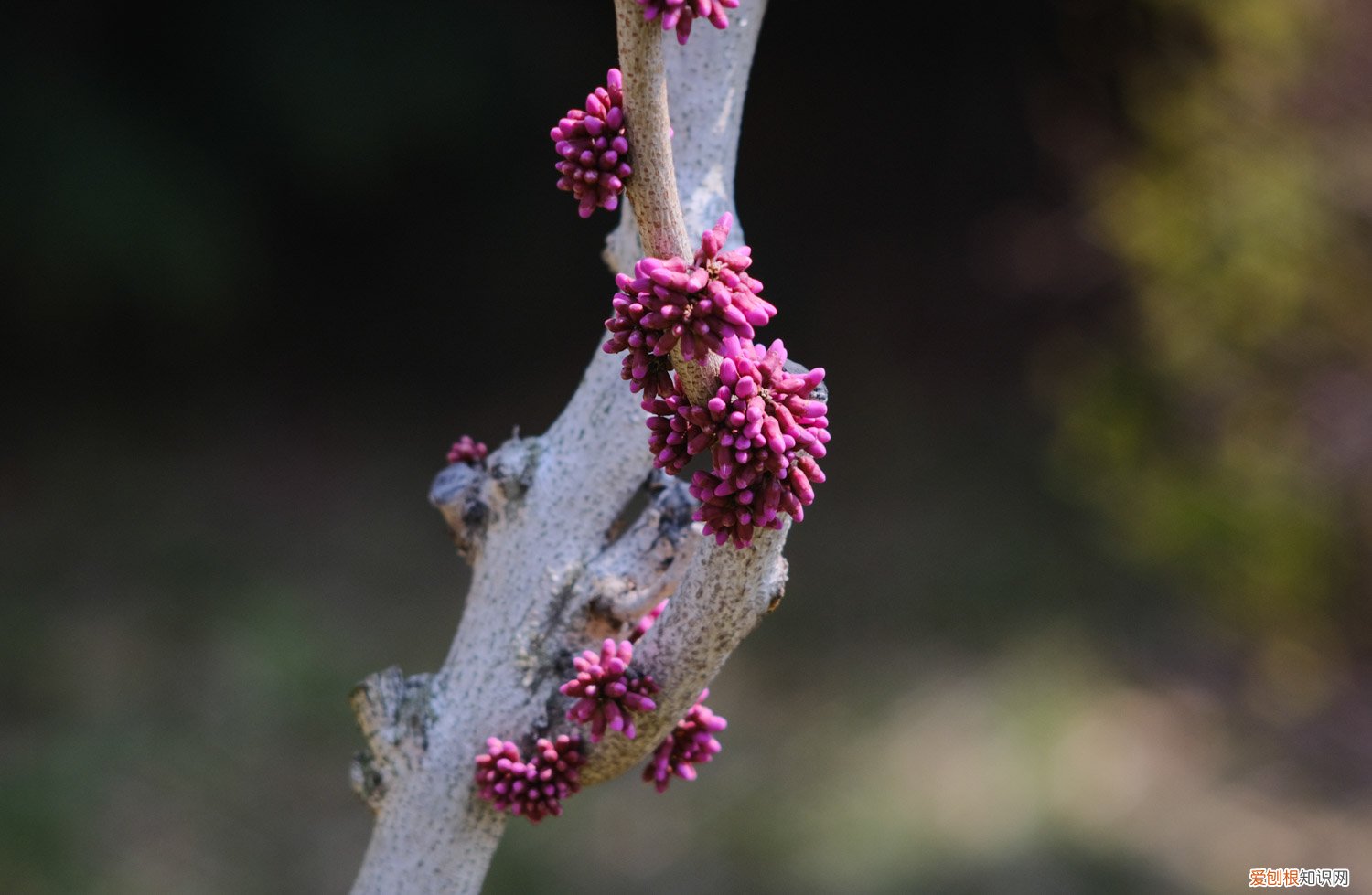 紫荆花冬季修剪后造型图片 紫荆冬季短截造型能做不，冬季注意事项