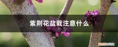 紫荆花盆栽注意什么,需要修剪吗图片 紫荆花盆栽注意什么，需要修剪吗