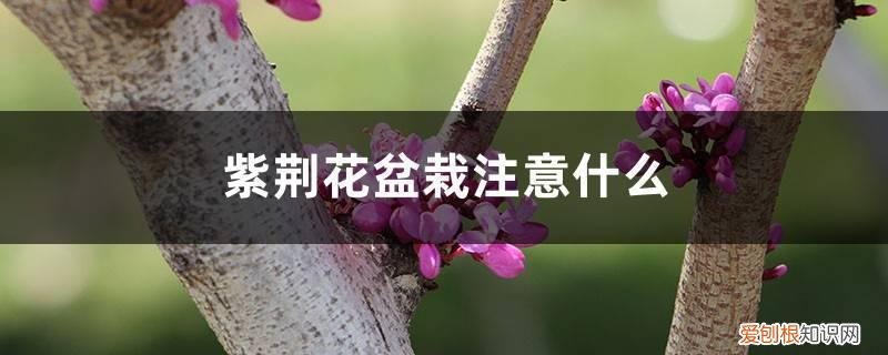 紫荆花盆栽注意什么,需要修剪吗图片 紫荆花盆栽注意什么，需要修剪吗