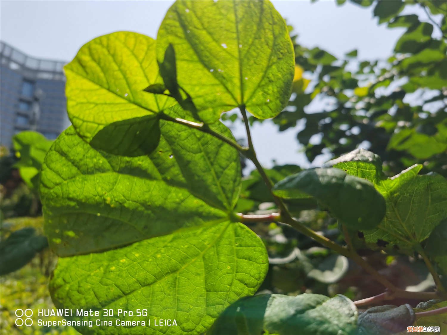 紫荆花盆栽注意什么,需要修剪吗图片 紫荆花盆栽注意什么，需要修剪吗