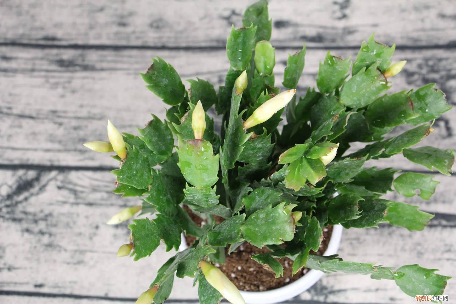 蟹爪兰开花怎么能让花期延长 蟹爪兰的花期多长时间，如何延长花期