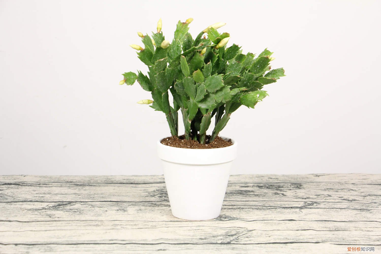 蟹爪兰开花怎么能让花期延长 蟹爪兰的花期多长时间，如何延长花期