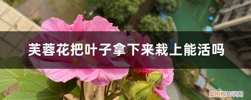 芙蓉叶子怎么繁殖啊 芙蓉花把叶子拿下来栽上能活吗，繁殖方法
