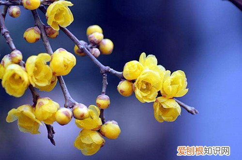 如何养护腊梅花 腊梅怎么养？腊梅养护小妙招，花开不断！