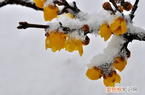 如何养护腊梅花 腊梅怎么养？腊梅养护小妙招，花开不断！