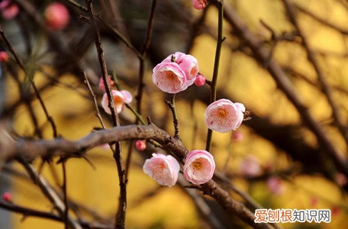 如何养护腊梅花 腊梅怎么养？腊梅养护小妙招，花开不断！