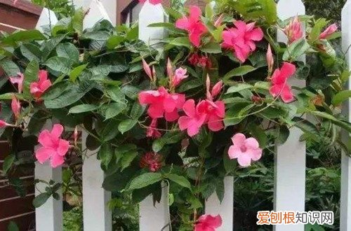 刚买回来的飘香藤为什么黄叶 飘香藤黄叶怎么救？了解这几个原因，就能救回来！