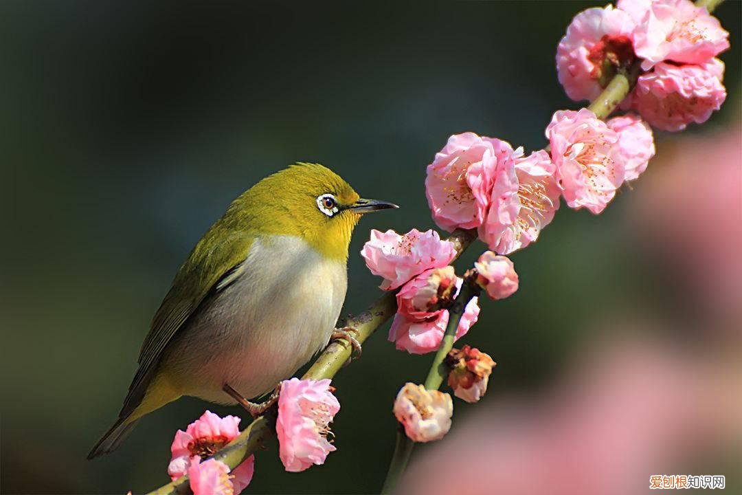 贝子鸟绣眼鸟哪个好，贝子鸟绣眼鸟哪个好看