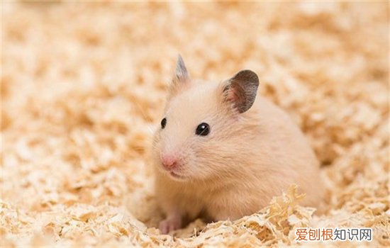 仓鼠能吃火龙果吗，仓鼠能吃火龙果吗红心的