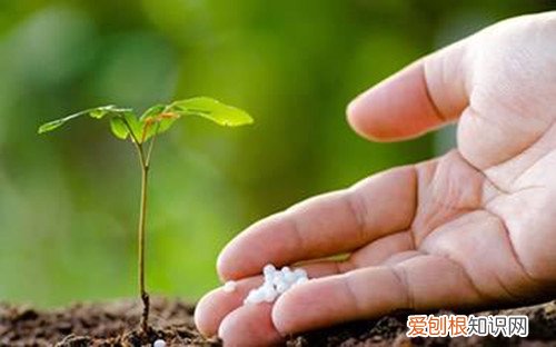 花卉常用的施肥方法有 花卉植物施肥方案，只要方法对，植物自然长得好