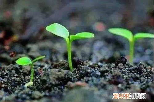 花卉常用的施肥方法有 花卉植物施肥方案，只要方法对，植物自然长得好