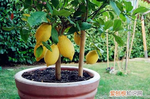 果树可以盆栽吗 盆栽种果“有关键”,这3大点要注意!养护得好,花朵叶绿果多多