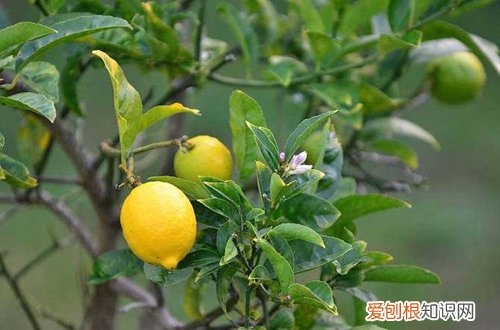 果树可以盆栽吗 盆栽种果“有关键”,这3大点要注意!养护得好,花朵叶绿果多多