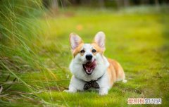 柯基鼻子周围有黑毛 柯基鼻子上方长黑斑怎么回事